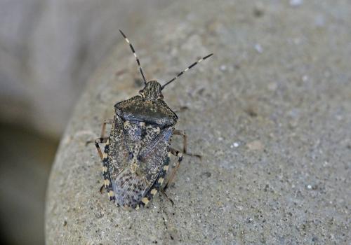 Rhaphigaster nebulosa